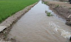 60 Ha Sawah di Mukomo Terancam Gagal Panen, Mentan Imbau Petani Ikut AUTP