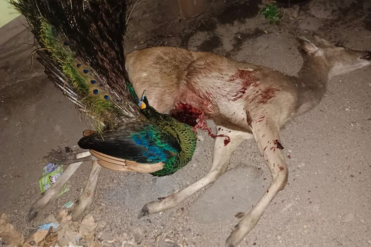 Foto: Seekor rusa (Cervidae) dan burung merak (Pavo muticus) mati ditembak oleh kawanan pemburu liar asal Kabupaten Malang di Taman Nasional Baluran Kabupaten Situbondo, Provinsi Jawa Timur pada Minggu (15/10/2023).