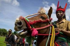 Kucuran Darah yang Dinanti di Festival Pasola