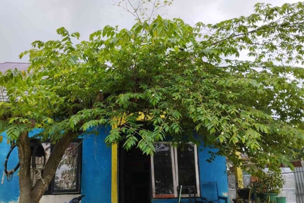 Menanam pohon di depan rumah bisa jadi alternatif solusi menghalau sinar matahari yang masuk langsung ke dalam rumah.