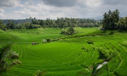 Target 2029 Terpenuhi Lebih Cepat, Nusron Desak Pemda Amankan Sawah Abadi 
