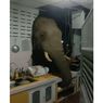 Gajah di Thailand Jebol Tembok Dapur Rumah Orang dan Curi Sekantong Beras