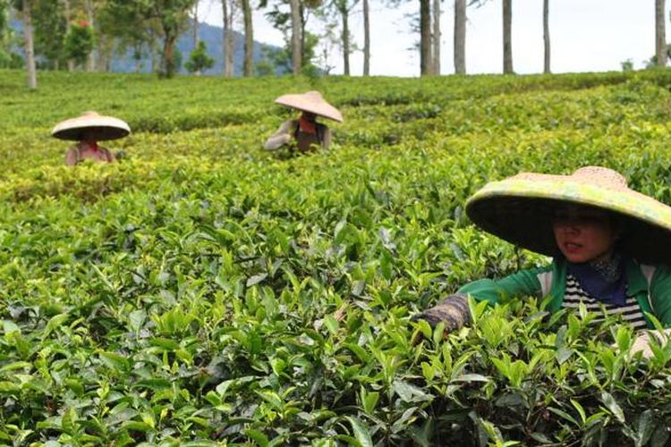 Petani teh sedang memetik daun teh di areal Kebun Teh, Puncak, Bogor, Jawa Barat. Kian hari, areal pertanian di kawasan Puncak kian menyempit, akibat perluasan sejumlah bangunan komersiil yang tak memperdulikan kajian lingkungan. Hal ini berdampak pada kehidupan ekonomi para petani di kawasan tersebut. K97-14