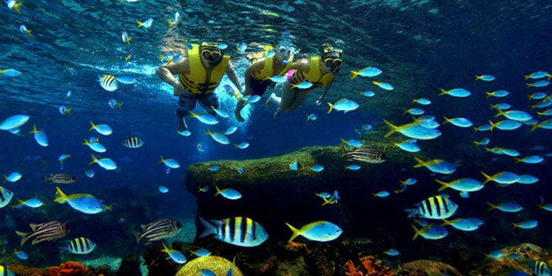 Snorkeling di Adventure Cove Waterpark