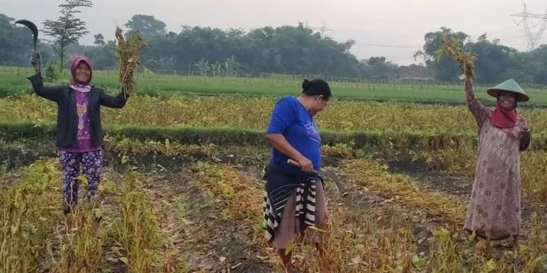 Petani kedelai di Grobogan, Jawa Tengah bisa memanen hingga 3 ton per hektar. Mereka juga berani bersaing dengan produk kedelai impor.