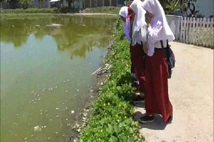 Bau busuk bangkai ribuan ekor ikan tambak mati mengganggu aktifitas warga dan siswa sekolah di Polewali mandar sulawesi barat 