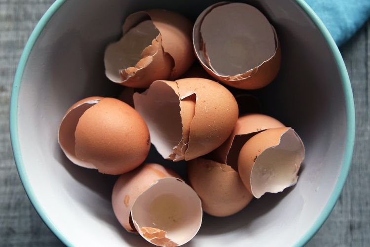 Ilustrasi cangkang telur. 