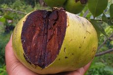 Masih Langka, Harga Black Sapote Rp 150.000 Per Buah