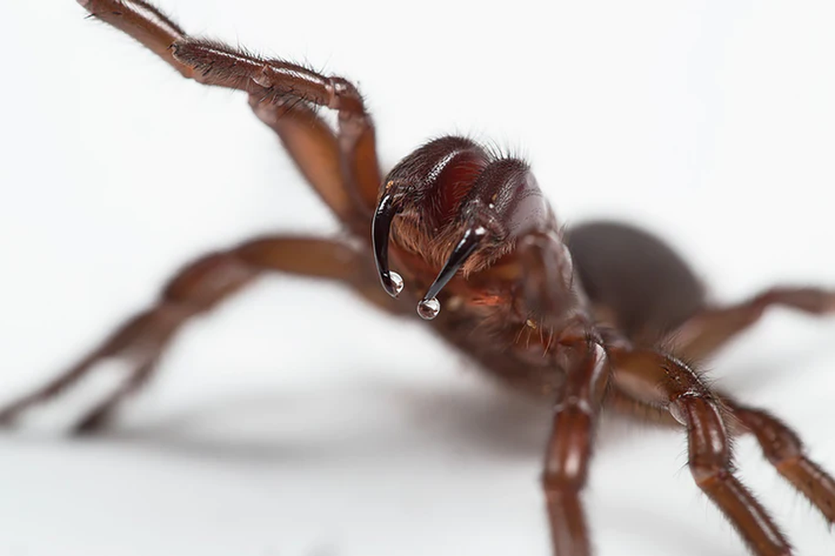 Taring dari laba-laba funnel-web yang sangat berbisa.