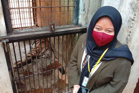 Penuturan Pengunggah Video Harimau Sumatera Kurus yang Sempat Viral: Hanya Merasa Iba