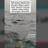 Viral, Video Kemunculan Hiu di Kepulauan Seribu, Ini Imbauan dari KPKP