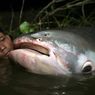 Penghidupan Jutaan Orang Asia Tenggara dari Sungai Mekong Terancam Tambang Ilegal di Myanmar
