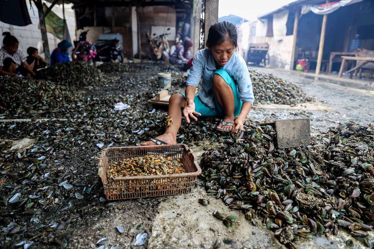 Warga kampung kerang hijau sedang mengupas kerang hasil budidaya nelayan yang ada di Muara Angke, Penjaringan, Jakarta Utara, Jumat (5/7/2019). Kawasan ini merupakan sentra pengolahan kerang hijau yang ada di bibir pantai utara Jakarta.