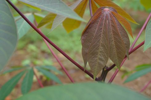 Berbagai Manfaat Daun Singkong yang Sayang Dilewatkan