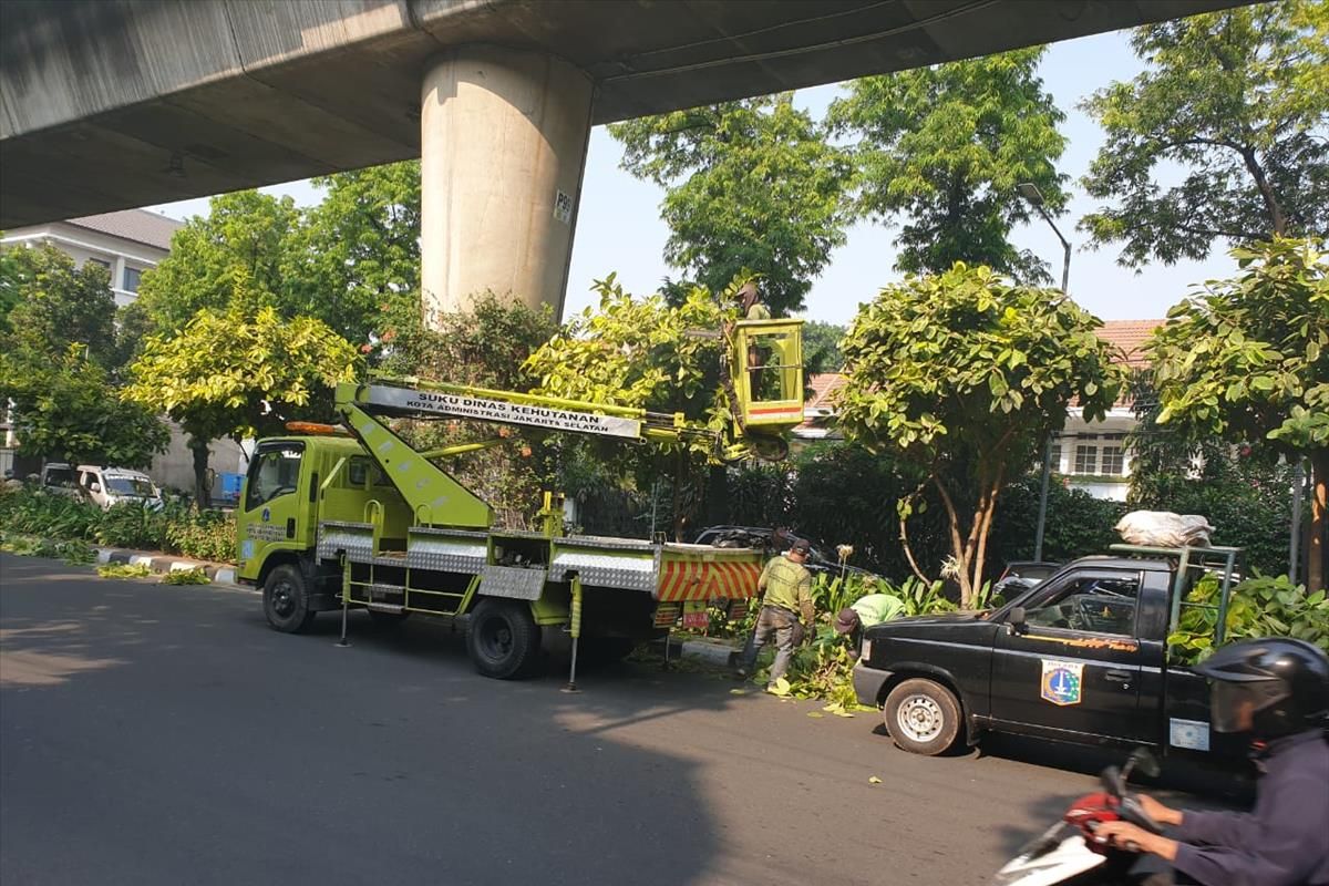 Pemkot Jakarta Selatan menoping pohon di beberapa wilayah di Jakarta Selatan, Selasa (2/7/2019)