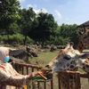 wahana taman safari bogor indonesia