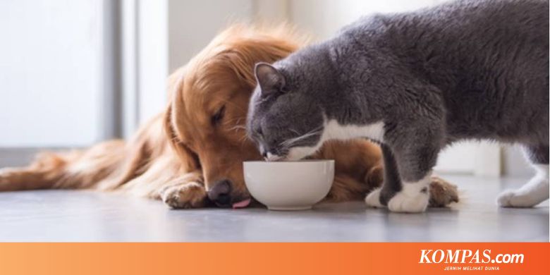 Memelihara Hewan Ampuh Kurangi Gejala Depresi Halaman All Kompas Com