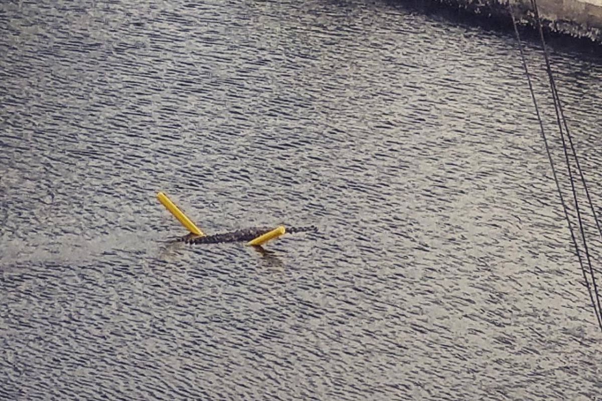 Buaya gunakan pelampung untuk berenang di Florida.