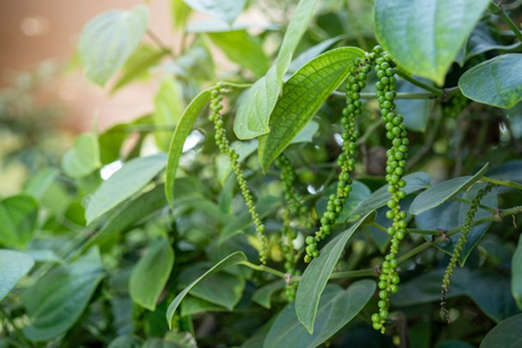 Ilustrasi lada panjat, tanaman lada, budidaya lada