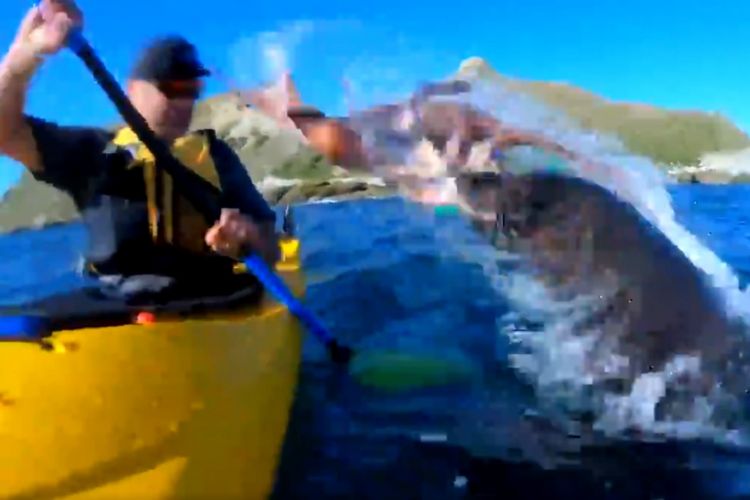 Seekor anjing laut yang terekam kamera melemparkan gurita ke arah pendayung kayak.