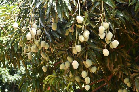 Cara Merawat Pohon Mangga agar Berbuah Lebat