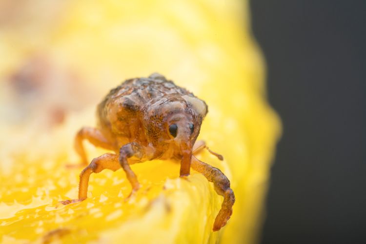 Ilustrasi hama penggerek buah mangga.