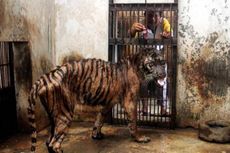 Selang Bersarang di Perut Harimau Sumatera Ini