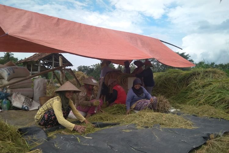 Petani binaan Dompet Dhuafa di Wonogiri, gelar panen padi yang menggunakan metode penanaman SRI, untuk jaga stabilitas pangan nasional.