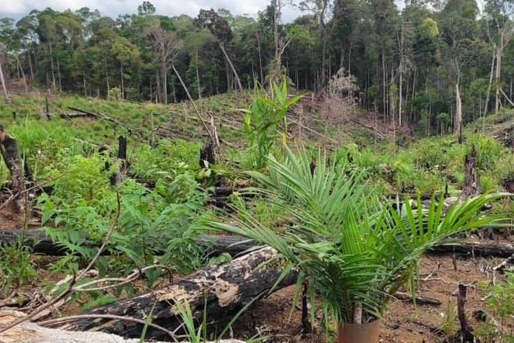 BPS memiliki data perkebunan kelapa sawit di Sumatera, dengan jumlah luasan kebun sawit terbesar di Indonesia rangking pertama ditempati Riau.