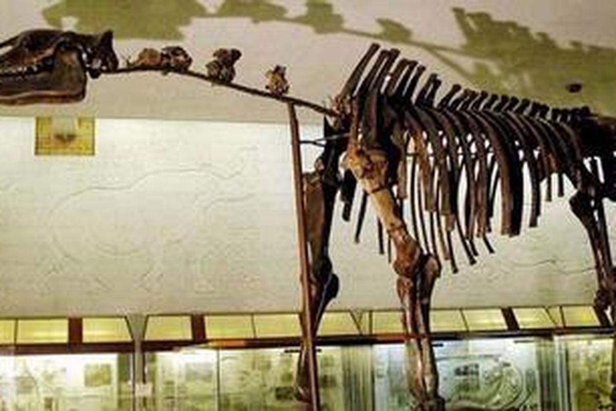 Indricotherium transouralicum, mamalia berukuran raksasa.