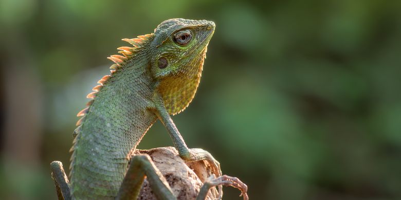 Jelaskan Cara Melindungi Diri Pada Bunglon