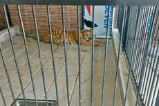 Kronologi ART di Samarinda Tewas Diterkam Harimau Peliharaan Majikan, Diduga Pintu Kandang Tak Terkunci