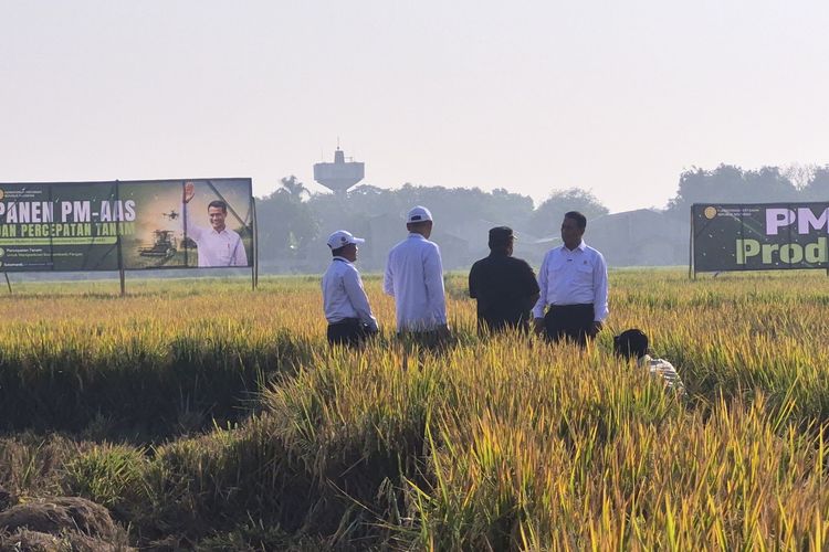 Padi Subang Pakai Teknologi Modern, Mentan Amran: Pendapatan Petani Naik Dekati Menteri