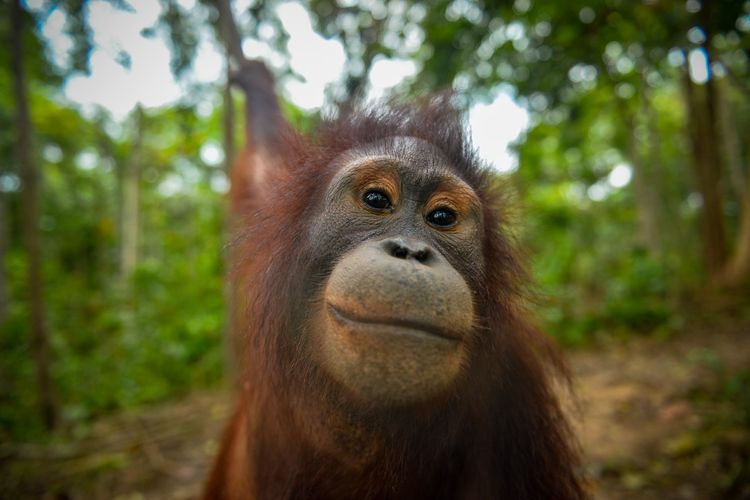 Kisah Tiga Orangutan Kalimantan: Lepas dari Rantai dan Peluru, Kini Pulang ke Rimba