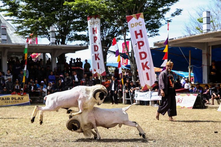 Dua ekor domba Garut berkompetisi dalam kontes seni ketangkasan domba garut di Arena Laga Desa Rancabango, Kecamatan Tarogong Kaler, Kabupaten Garut, Sabtu (4/8/2018). Seni ketangkasan Domba Garut merupakan salah satu jenis seni budaya masyarakat Sunda dan diikuti dari beberapa kota seperti Kabupaten Garut, Bandung, Sumedang, Majalengka, Bogor hingga Cirebon.