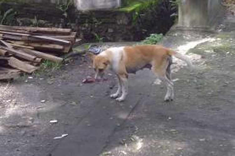 Anjing liar di jalan baru kawasan Renon Denpasar