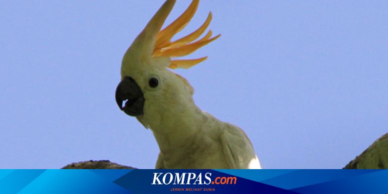 Profauna Ajak Masyarakat Berhenti Beli Burung Nuri Dan Kakatua Halaman All Kompas Com Dan disini kami akan membahas informasi yaitu tentang mengenal jenis burung kakatua, ciri ciri dari dulu unggas ini memang banyak diperjual belikan, dengan harga burung kakatua rp 1.500.000. beli burung nuri dan kakatua