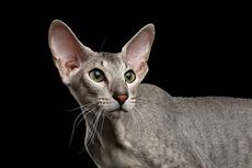 Ras Kucing Peterbald: Sejarah, Sifat, dan Karakteristiknya