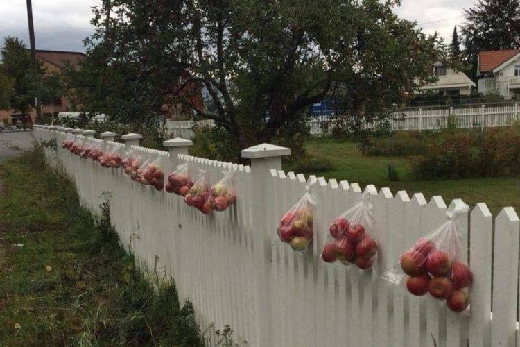 Inilah narasi yang memperlihatkan adanya praktik di Norwegia tentang menaruh apel yang berlebih di pagar rumah untuk orang lain.