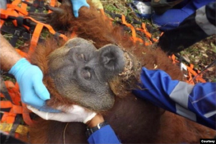 Orangutan Tapanuli saat dievakuasi dari permukiman warga di Dusun Padang Bulan, Desa Marsada, Kecamatan Marsada, Kabupaten Tapanuli Selatan, Sumut