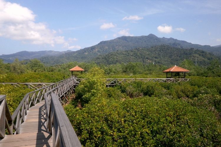 Hutan Mangrove Cengkrong di Trenggalek