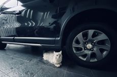 Biasakan Tengok Kolong Mobil Sebelum Jalan, Bisa Jadi Ada Kucing