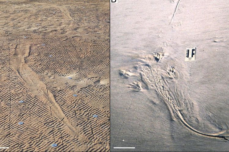 Jejak fosil amfibi purba raksasa di Afrika Selatan. Berdasarkan analisis, peneliti mengungkapkan jejak ini menunjukkan amfibi purba yang berenang seperti buaya.