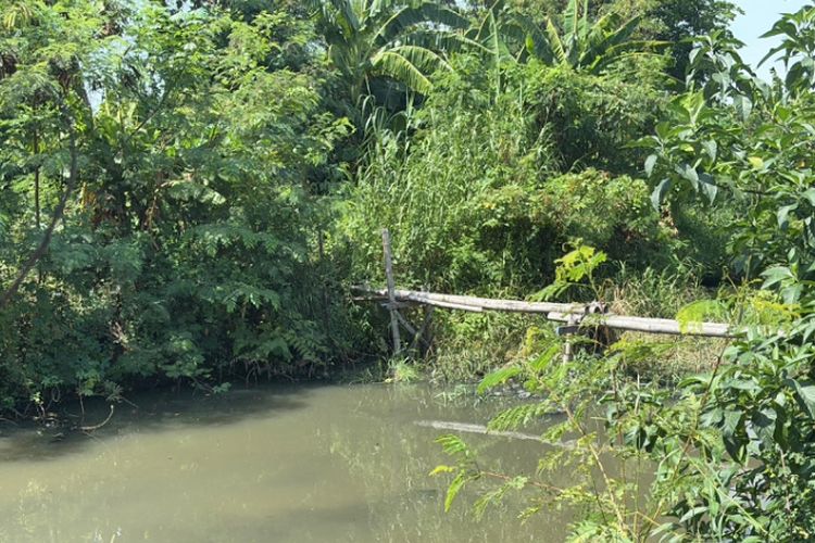 Lokasi penemuan buaya di Sungai Klurak, Sidoarjo, Selasa (3/12/2024).