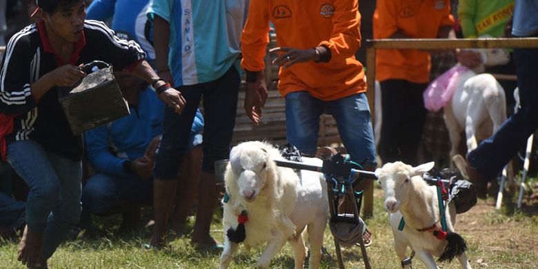 Karapan kambing di lapangan Sumberasih, Probolinggo, Jawa Timur. Dua pasang kambing dipacu untuk mencari yang tercepat. Hanya saja joki karapan kambing tidak menaiki keleles seperti karapan sapi, melainkan berlari di belakangnya.