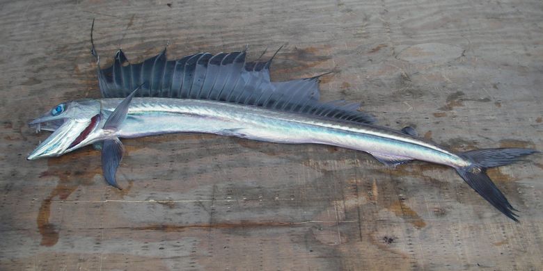 Lancetfish