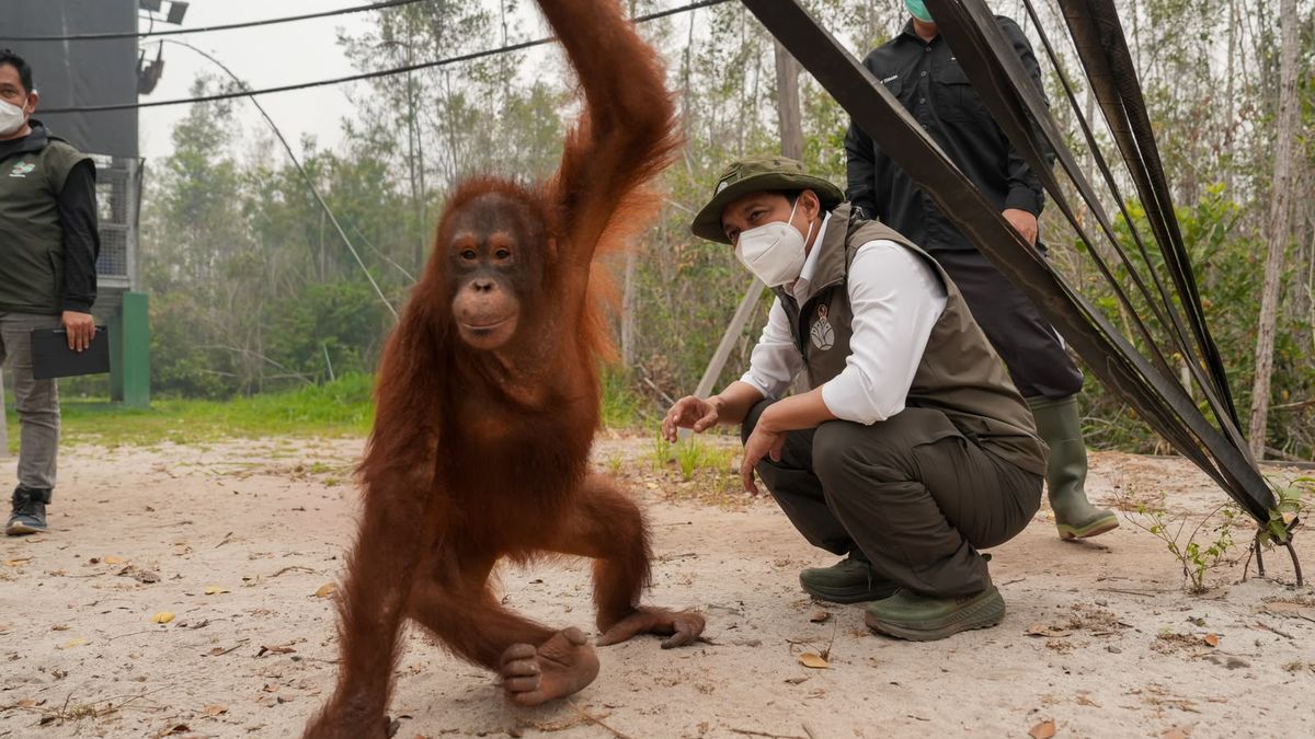 Photo: Kompas Endangered Orangutans Rescued and Relocated Following Borneo Wildfires