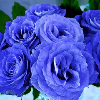 Ilustrasi bunga mawar biru. 
