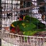Penyelundupan Sepasang Burung Perkici Dora Digagalkan Balai Karantina Pertanian Gorontalo