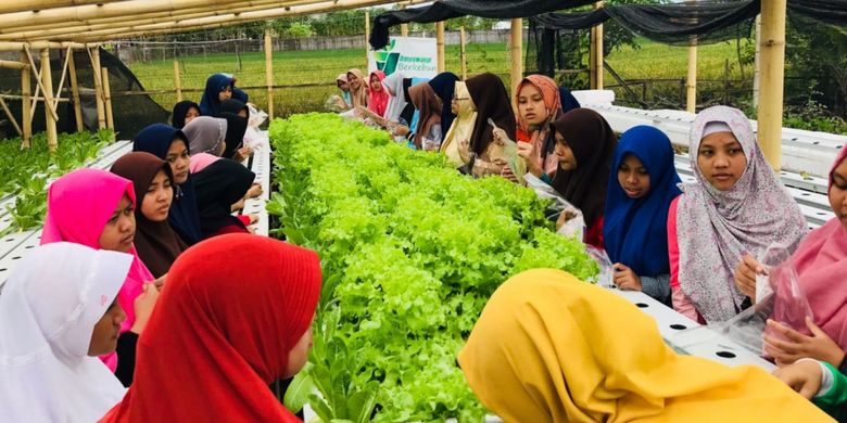 Kunjungan mahasiswa untuk belajar berkebun di Cahaya Hydrofarm Banyuwangi, Jawa Timur.
